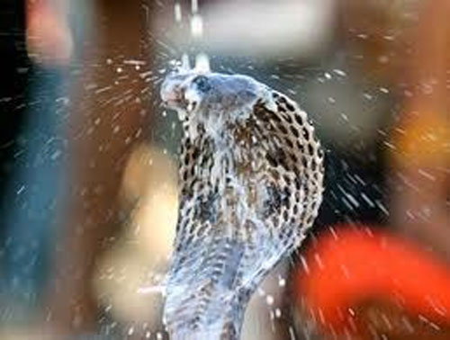 The Importance of nagula chavithi. Nagula Chavithi Festival dedicated to nagas snakes in india, Festival Of nagula chavithi, Nagula Chavithi Pooja